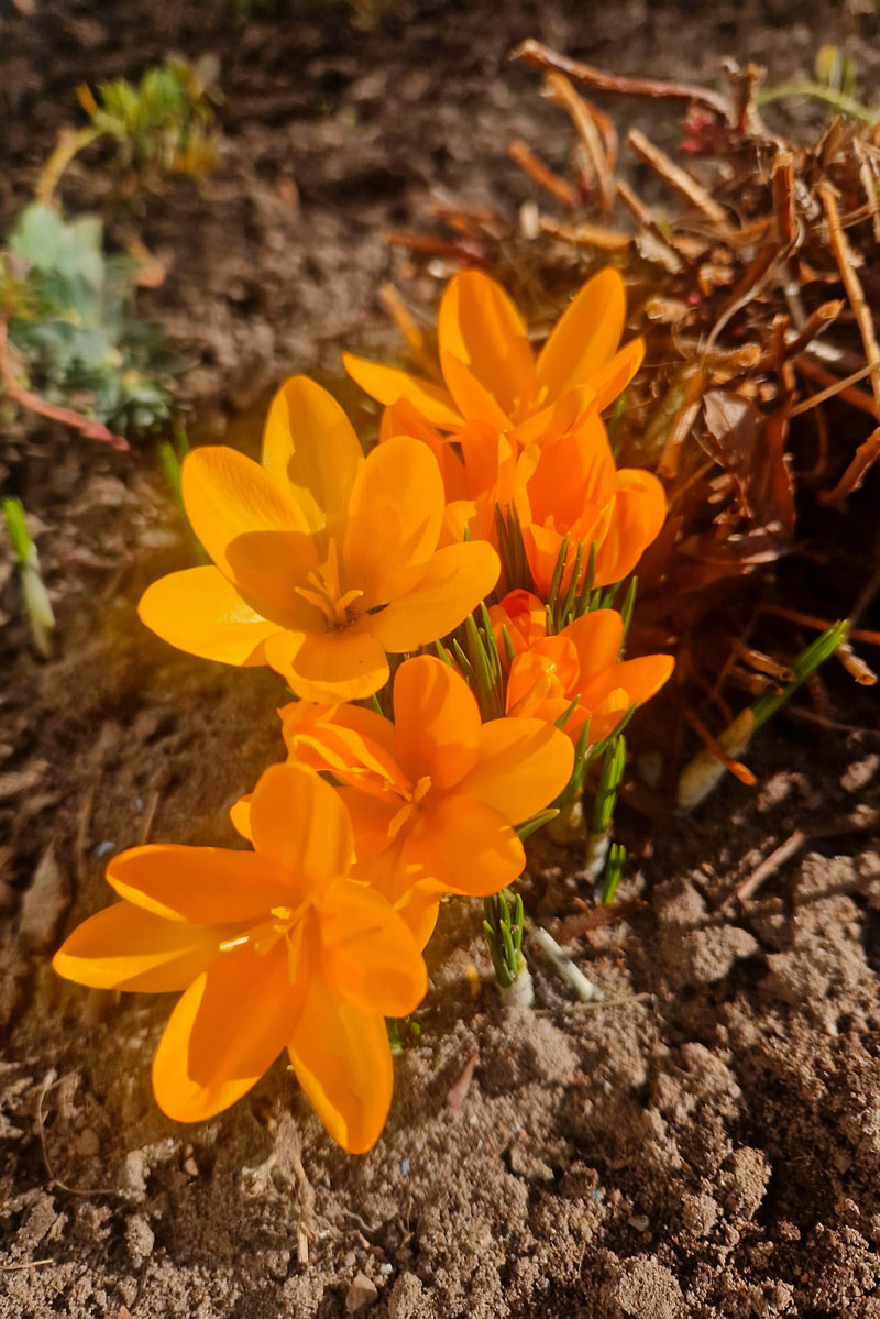 orangefarbener Krokus