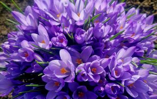 Frühblüher in leuchtendem Violet