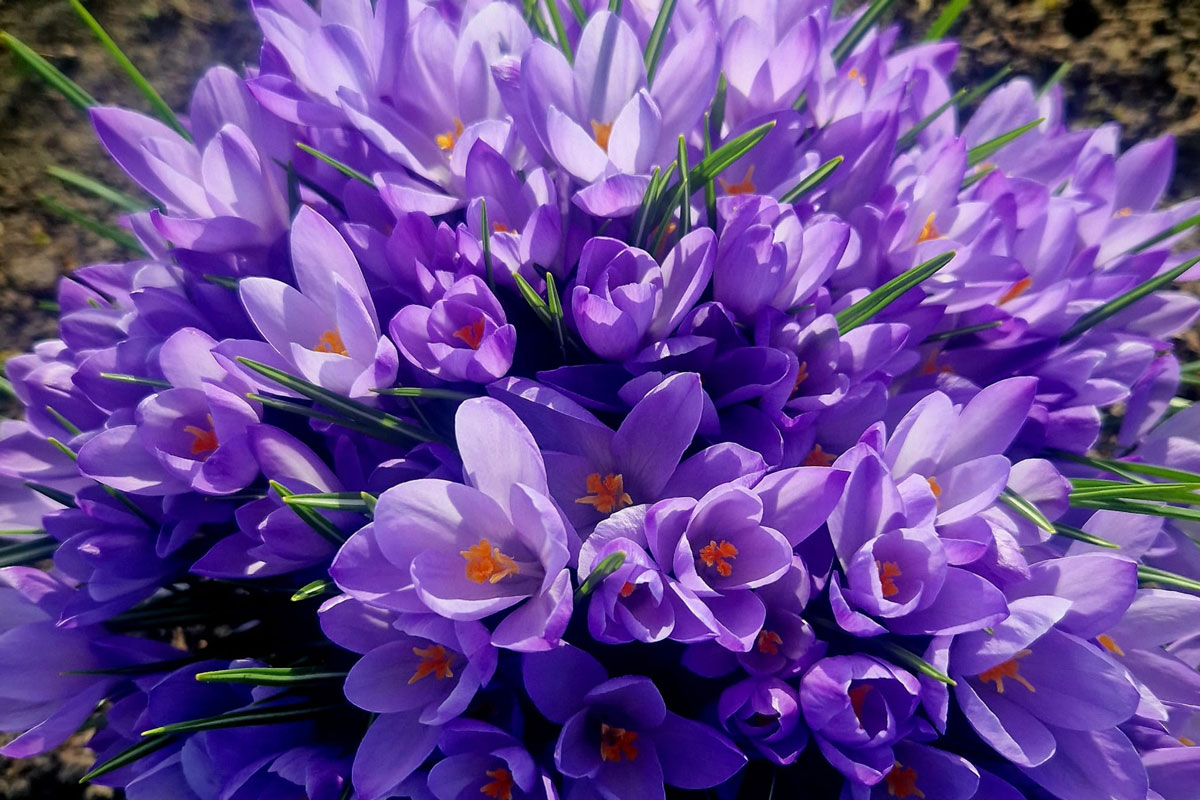 Frühblüher in leuchtendem Violet